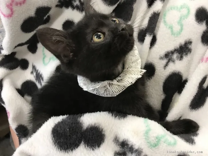 ID:1704-00846の子猫