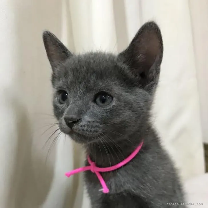 ID：2208-01300の子猫