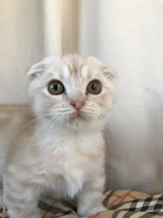 ID：2109-02367の子猫