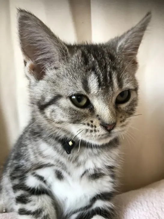 ID：1908-01736の子猫