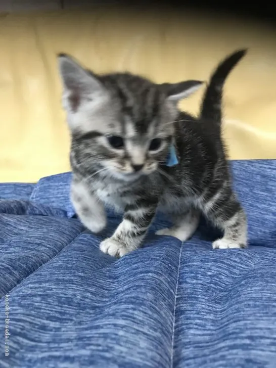のんちゃん 様のお迎えした子猫