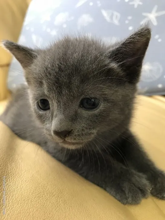 ID：1809-00002の子猫