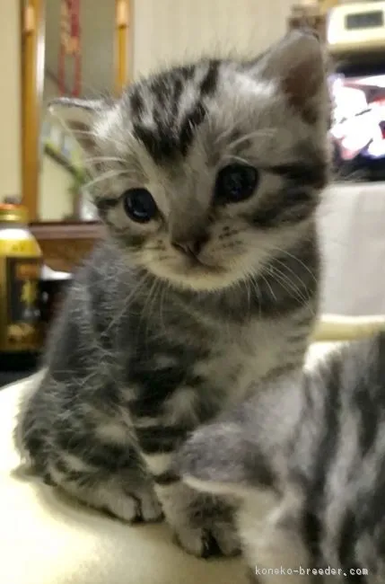 ID：1802-00371の子猫