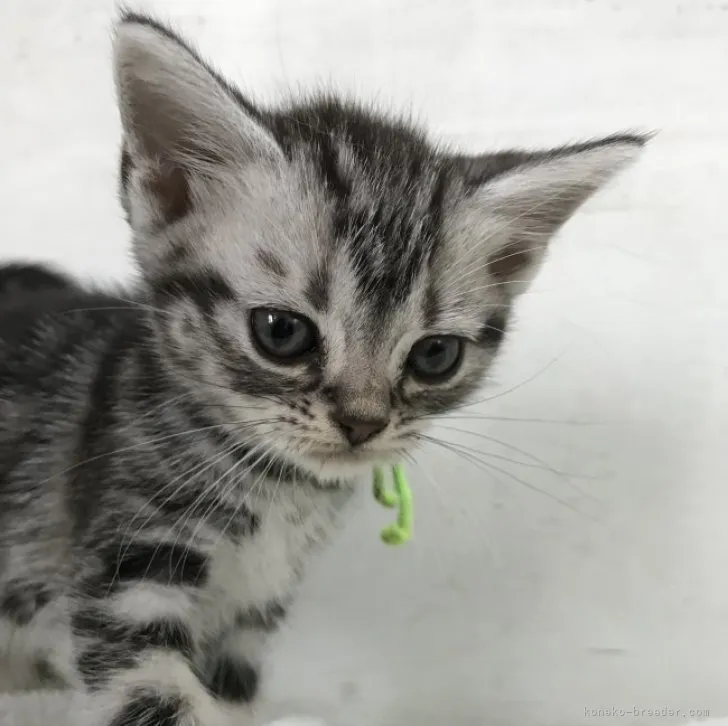 ID:2308-00068の子猫