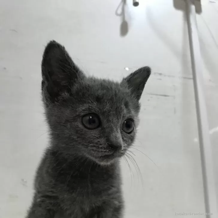 ID：2402-00252の子猫