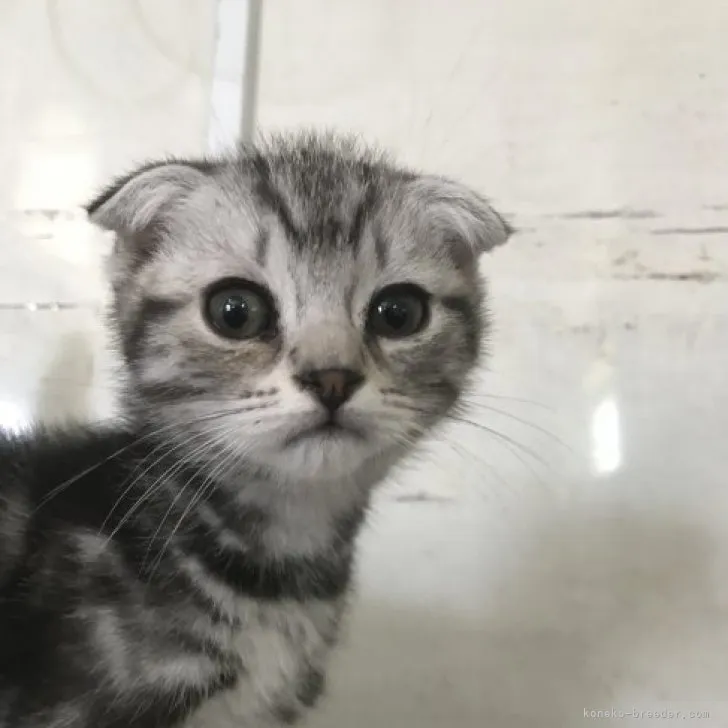 ID：2304-01182の子猫