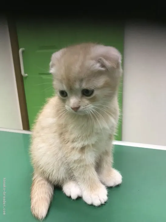 ID：2002-00019の子猫