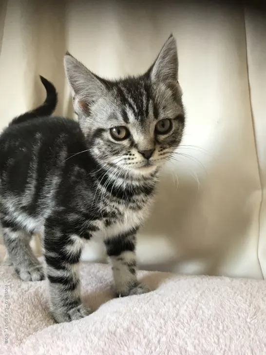 ID：2002-00298の子猫