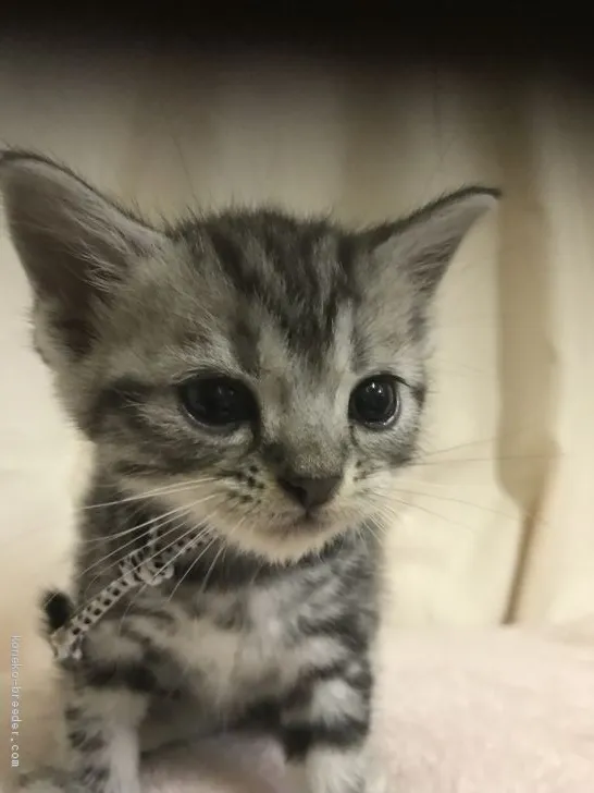 ID：1908-01679の子猫