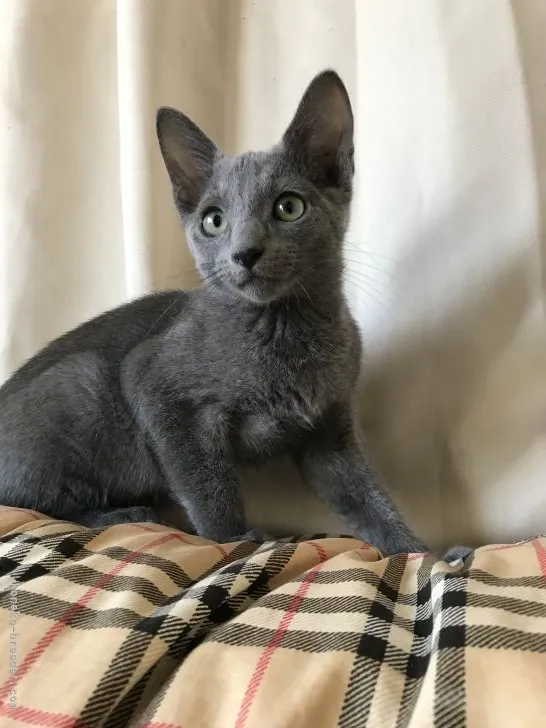 ID：2109-01109の子猫