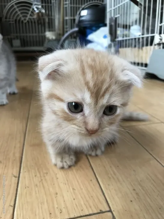 ID：2109-02358の子猫