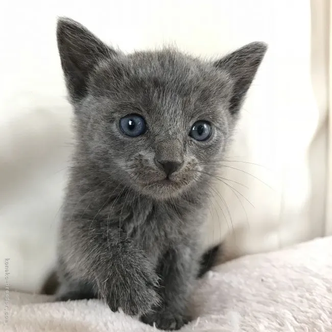ID:2104-02007の子猫