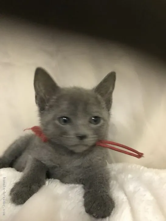 ノブ 様のお迎えした子猫