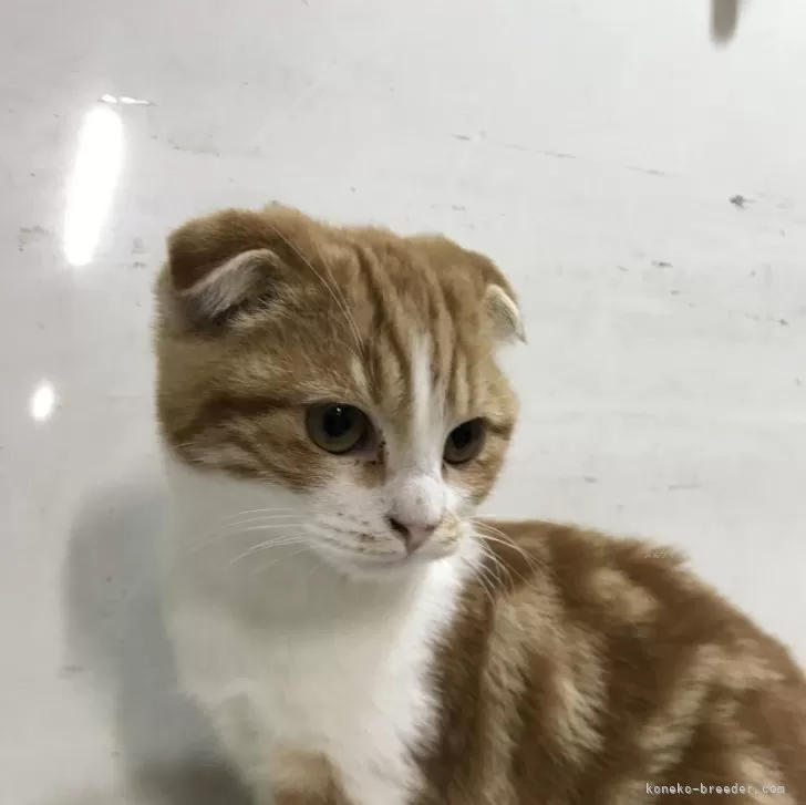 ID:2312-01039の子猫