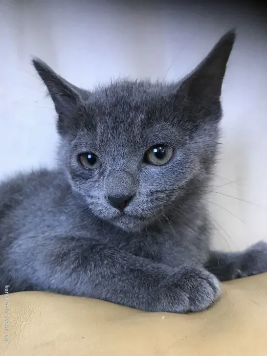 ID：2011-00972の子猫