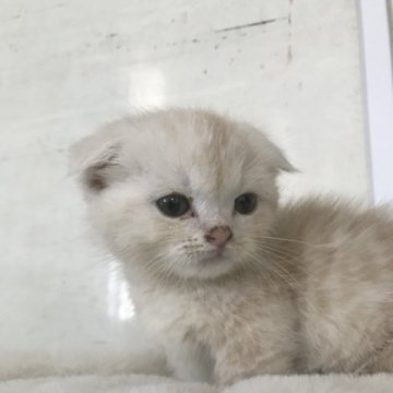 マンチカン(短足)【茨城県・男の子・2023年3月20日・クリームタビーホワイト（短毛）】の写真「耳折れ、丸顔バランスバッグンのイケメン男子」