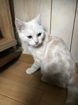 スコティッシュフォールド(立ち耳)【茨城県・男の子・2018年8月13日・クリームダビーホワイト（短毛）】の写真「おっとり型の男の子、ソフトなクリーム系のホワイト」