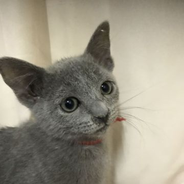 ロシアンブルー【茨城県・女の子・2019年11月29日・ブルー（短毛）】の写真「おっとり型、貴妃な容姿、可愛い💕女の子」