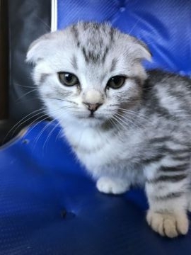 スコティッシュフォールド(折れ耳)【茨城県・女の子・2018年10月25日・シルバータビー（短毛）】の写真「丸顔の美人、可愛い女の子で、スッキリした身体模様」