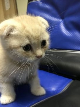 スコティッシュフォールド(折れ耳)【茨城県・男の子・2018年10月25日・クリームタビー（短毛）】の写真「丸顔、折れ耳でとても甘えんぼうな男の子」