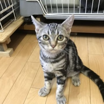 アメリカンショートヘア【茨城県・女の子・2018年5月15日・シルバークラシックタビー（短毛。黒が強め）】の写真「少し小柄でしたが今は兄弟と同じ体重にりました13」