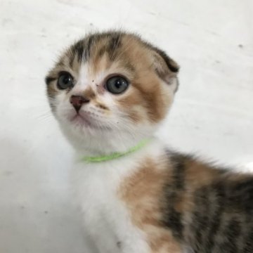 スコティッシュフォールド(折れ耳)【茨城県・女の子・2023年4月30日・キャリコ（短毛）】の写真「丸顔耳折れの可愛い女の子❤️です」