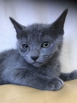 ロシアンブルー【茨城県・女の子・2020年10月13日・ブルー（短毛）】の写真「丸顔、神秘的ブルーの丸い目、活発な可愛い💕女の子」