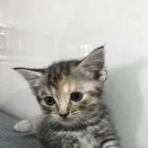 マンチカン(長足)【茨城県・女の子・2023年5月27日・ブラウンパッチドタビー、バランスの良い顔です】の写真1「7月13日」