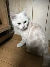 スコティッシュフォールド(立ち耳)【茨城県・男の子・2018年8月13日・クリームダビーホワイト】の写真1「１２月２３日.撮影」