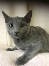 ロシアンブルー【茨城県・男の子・2019年11月29日・ブルー】の写真1「3月20影毛の色が素晴らしいシルバー系に成長容姿端麗ねイケメンです」