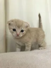 スコティッシュフォールド(折れ耳)【茨城県・男の子・2020年5月4日・クリームタビー】の写真1「6月2日撮影、初めまして、、、、」