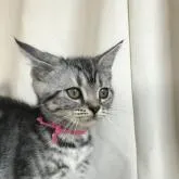 アメリカンショートヘア【茨城県・女の子・2022年7月18日・シルバータビー】の写真1「10月17日」