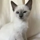 ロシアンブルー【茨城県・女の子・2019年7月16日・ブルーポイント】の写真1「１０月5日撮影撮影ふわふわもこもこ、可愛い女の子です」