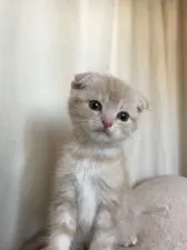 スコティッシュフォールド(折れ耳)【茨城県・男の子・2019年12月22日・クリームタビー&ホワイト】の写真1「2月1日撮影」