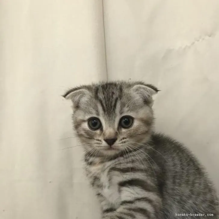 ID:2205-02759の子猫