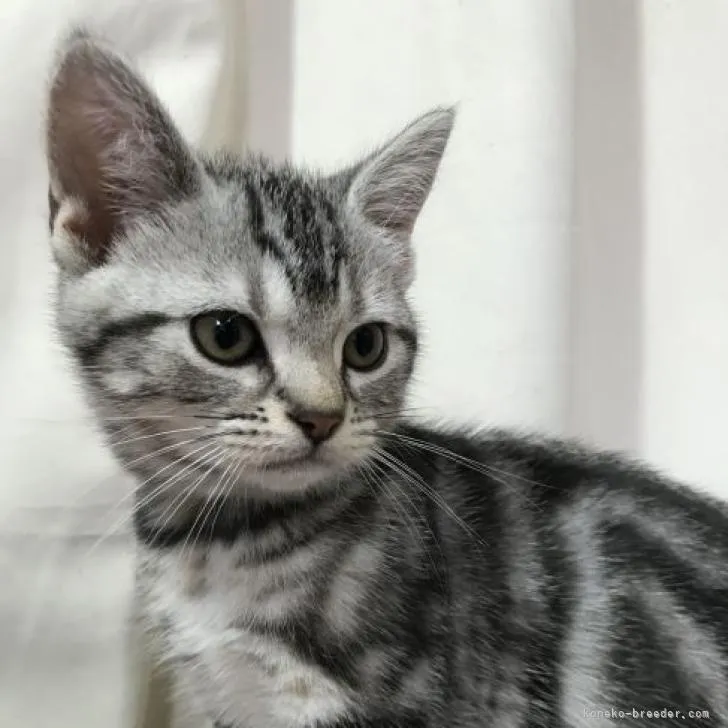 ID:2208-02844の子猫