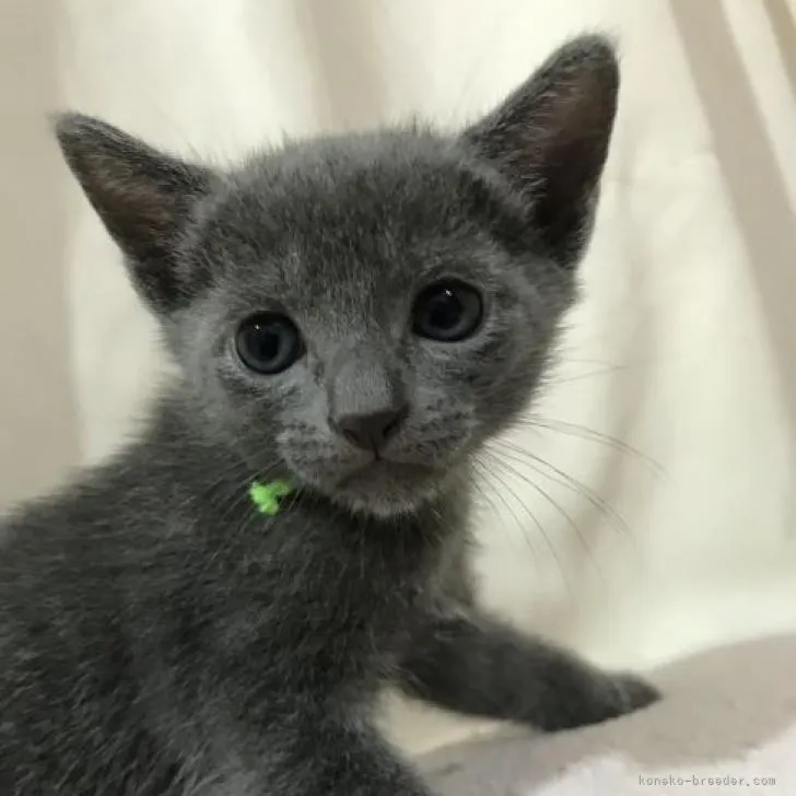 ID：2208-01301の子猫