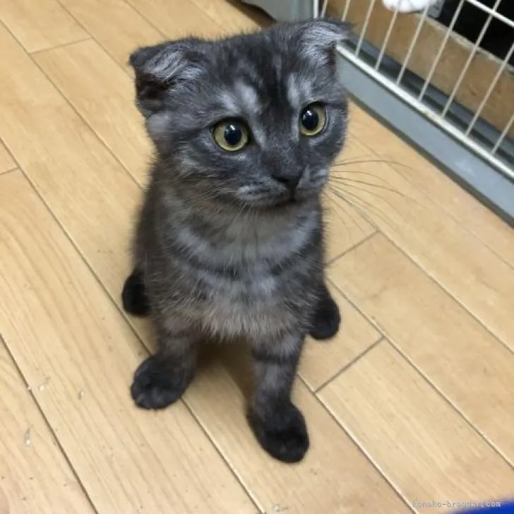 ID：2204-03074の子猫