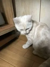 スコティッシュフォールド(立ち耳)【茨城県・男の子・2018年8月13日・クリームダビーホワイト】の写真2「１２月２３日.撮影」