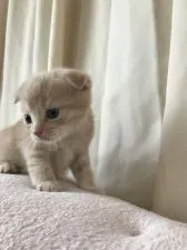 スコティッシュフォールド(折れ耳)【茨城県・男の子・2020年5月4日・クリームタビー】の写真2「6月2日撮影」