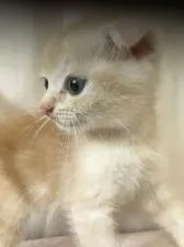 スコティッシュフォールド(折れ耳)【茨城県・男の子・2019年7月24日・クリームタビー&ホワイト】の写真3「９月26日.撮影。」