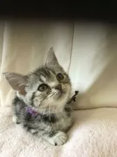 アメリカンショートヘア【茨城県・女の子・2019年7月25日・シルバータビー】の写真4「１０月１０日撮影」