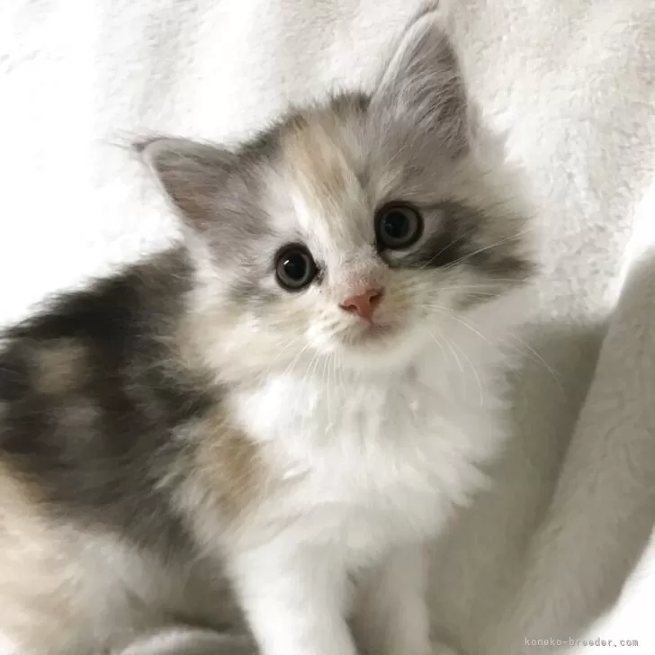 ID：2505-01873の子猫