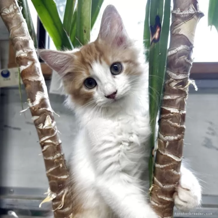 H.K 様のお迎えした子猫