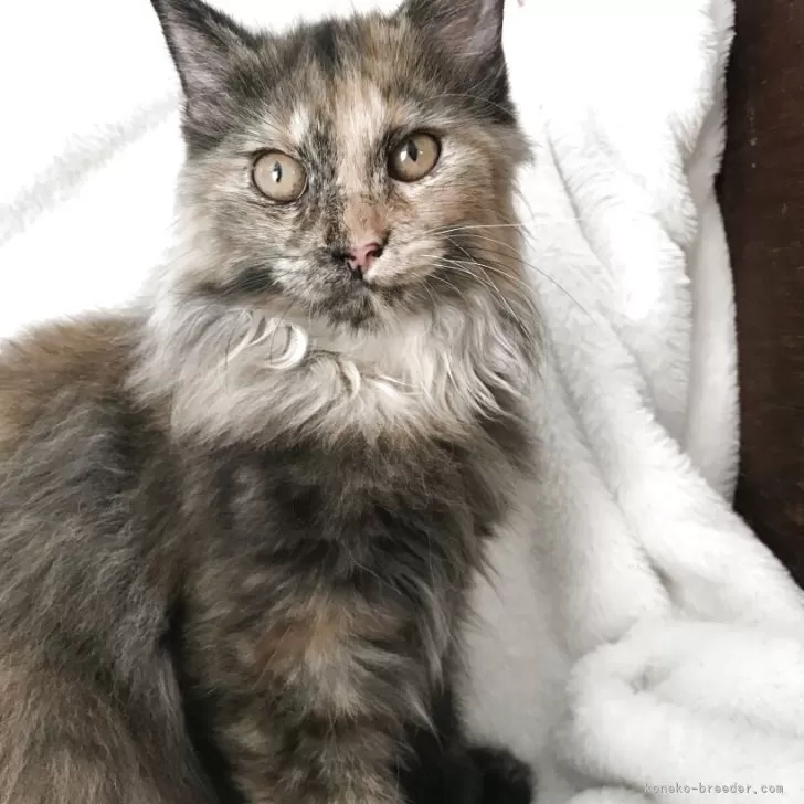 ID：2507-02210の子猫