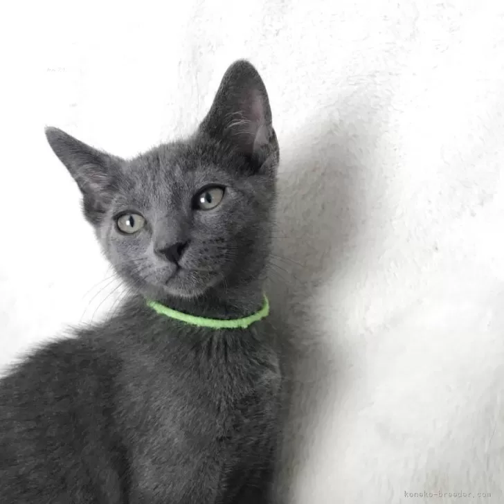 ID：2506-00665の子猫