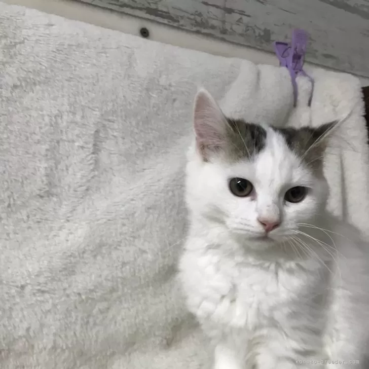 ID:2503-01710の子猫