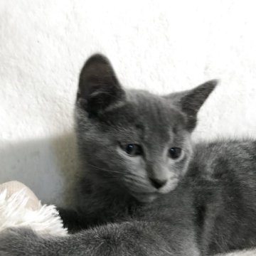 ロシアンブルー【茨城県・男の子・2025年10月18日・ブルー（短毛、ワクチン、マイクロ済み）】の写真「丸顔、丸い目、バランス最良の可愛い子」