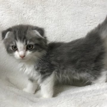 マンチカン(長足)【茨城県・男の子・2025年4月5日・ブルータビーホワイト（ロング）】の写真「耳折れ、丸顔丸い大きな目、イケメンの可愛い子です、」