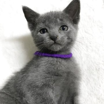 ロシアンブルー【茨城県・男の子・2025年10月18日・ブルー、健康診断済み（短毛、紫リボンちゃん）】の写真「丸い目バランス良い顔立ちです、兄弟仲良く成長中です」